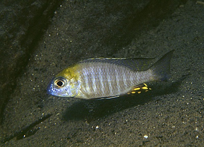 Lethrinops sp. 'nyassae' Chitande Island